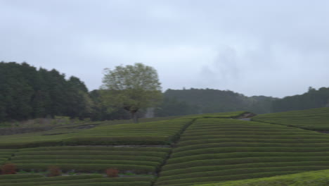 Hintergrund-Der-Teeplantagen-In-Japan-An-Einem-Bewölkten-Tag