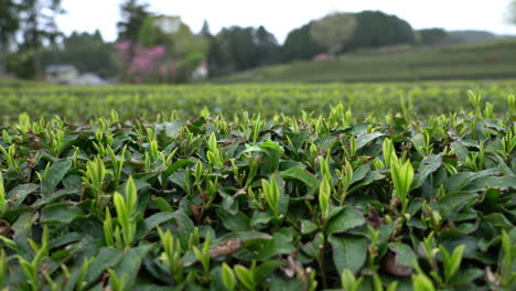 Nahaufnahme-Von-Teeplantagen-Im-Hintergrund-In-Japan-An-Einem-Bewölkten-Tag