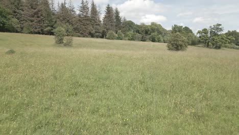 Dolly-forward-along-a-lush-green-meadow-surrounded-by-trees-and-bushes