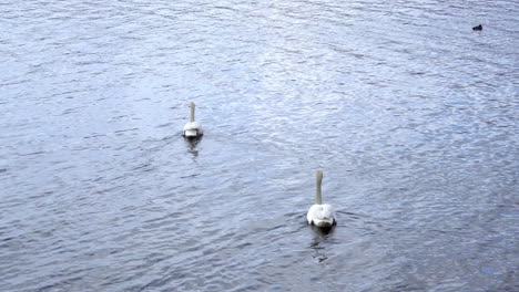 Hermosos-Cisnes-Blancos-En-El-Lago-Yamanaka-Con-Mt
