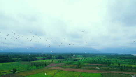 Tiro-De-Drones-De-Pájaros-Garza-Volando-Sobre-El-Campo-Agrícola-Verde-En-La-Tierra-Llana-De-Nepal
