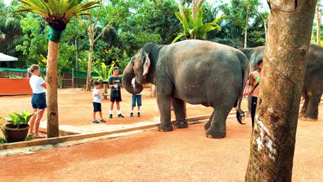 Thailändische-Elefanten-In-Einem-Schutzgebiet-Auf-Koh-Samui-Mit-Touristen,-Die-Die-Tiere-Füttern