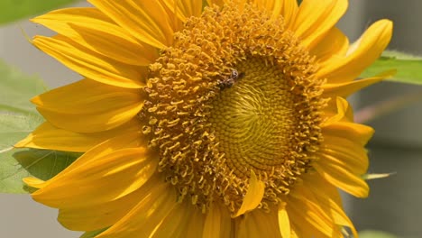 Biene-Sammelt-Pollen-Auf-Einer-Sonnenblume-An-Einem-Hellen,-Sonnigen-Tagesmakro