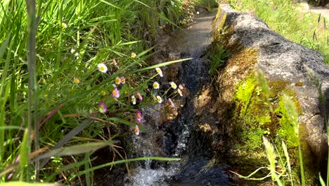 Close-up-shot-of-rapide-clear-water-of-mountain-flowing-downhill-between-flowers-and-plants-in-sunlight---slow-motion