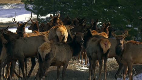 Colorado-elk-heard-large-group-deer-gang-nature-animals-gathered-afternoon-sun-on-mountainside-winter-snow-Rocky-Mountains-National-Park-Evergreen-telephoto-zoom-cinematic-slow-motion-follow-pan-4k