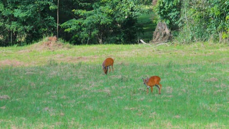 Ciervos-Salvajes-En-El-Parque-Nacional-De-Khao-Yai-En-Tailandia-Comiendo-Hierba
