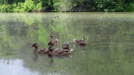 Mallard-ducks-swimming-around-in-a-scummy-pond-on-a-summer-day