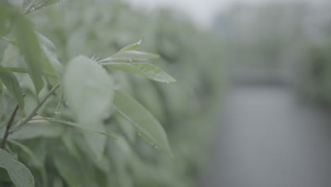Close-up-of-wet-plant-leafs-with-water-drops-of-rain-falling-off-in-slowmotion-on-a-grey-and-rainy-day-LOG