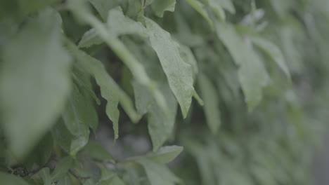 Nahaufnahme-Von-Nassen-Pflanzenblättern-Mit-Wassertropfen,-Die-In-Zeitlupe-Auf-Einem-Grauen-Und-Regnerischen-Tagesbaum-Abfallen