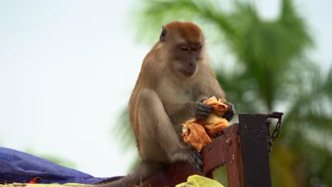 Close-up-shot-of-a-wild-crab-eating-macaque,-long-tailed-macaque-spotted-on-top-of-a-dumpster-truck,-bolting-down-food-with-its-prehensile-hands