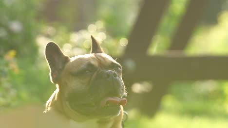 Close-up-shot-of-sweating-bulldog-outdoors-in-garden-during-sunny-day,-lens-flare-and-sun-rays