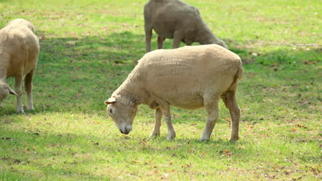 Sheeps-in-a-meadow-on-green-grass-at-Daytime