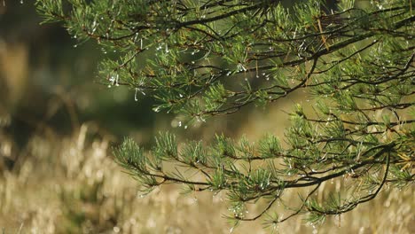 Dew-drops-hang-on-the-needles-on-the-spruce-tree