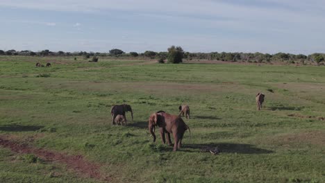 Drohnenaufnahmen-Von-Elefanten,-Die-Im-Tsavo-Nationalpark-Ihre-Notdurft-Verrichten