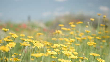 Naturszene-Mit-Blühenden-Gelben-Blumen-Im-Sommer