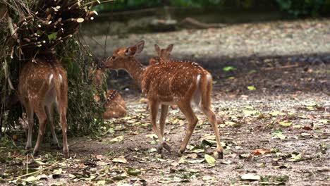 Young-fawn-walking-to-its-family-of-chital-deer,-axis-axis-with-reddish-brown-fur-marked-by-white-spots,-feeding-on-a-woody-vegetations,-handheld-motion-close-up-shot