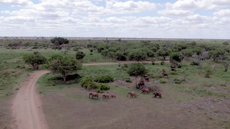 Aerial-drone-stock-footage-of-elephant-herd-grazing-in-the-bushlands,-Tsavo-East-National-Park