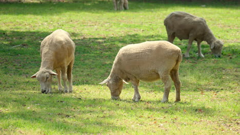 Eine-Herde-Wiltipoll-Schafe-Weidet-An-Einem-Sonnigen-Tag-Auf-Einem-Feld-Mit-Grünem-Gras
