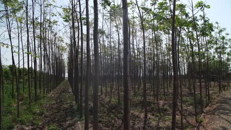 La-Cámara-Gira-Mostrando-Una-Plantación-De-Teca-Con-árboles-Altos