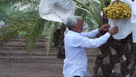 A-farmer-has-grown-a-good-crop-in-his-Dried-Date-palm-fruits-orchard-using-Israeli-methods-and-is-checking-the-crop-to-remove-bad-quality-green-Date-palm-fruits