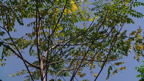 Scene-from-below-in-which-the-teak-branches-in-a-tall-teak-tree-are-being-shaken-by-the-strong-wind