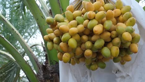 The-Israeli-method-has-produced-very-good-crops-of-green-Date-palm-fruits-in-which-yellow-and-green-k-Dried-Date-palm-fruits-can-be-seen