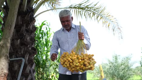 farmer-is-showing-the-harvested-crop-from-his-Red-Date-palm-fruits-garden-to-the-camera