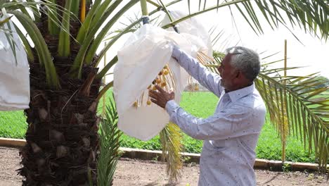 An-Indian-farmer-demonstrates-and-explains-the-green-Date-palm-fruits-crop-in-his-horticultural-garden