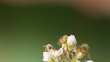 Close-up-of-one-honey-bee-flying-around-blackberry-blossom-flowers,-bee-collecting-nectar-pollen-on-summer-sunny-day---slow-motion-macro