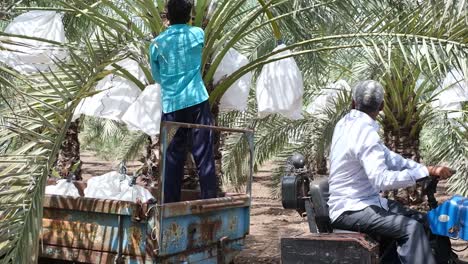 A-farmer-is-unloading-ripe-Dried-Date-palm-fruits-from-his-horticultural-garden-to-be-sold-in-the-market