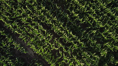 Filmische-Luftaufnahme-Von-Unten-Auf-Das-Grüne-Maisfeld