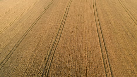 Cinematic-aerial-view-over-a-wheat-field-at-sunset