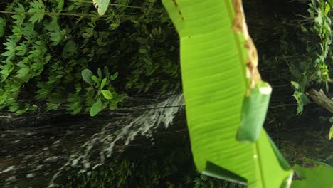 Slow-motion-pan-shot-of-a-banana-leaf-revealing-a-beautiful-waterfall-in-the-middle-of-the-jungle-on-bali-indonesia-during-a-hike