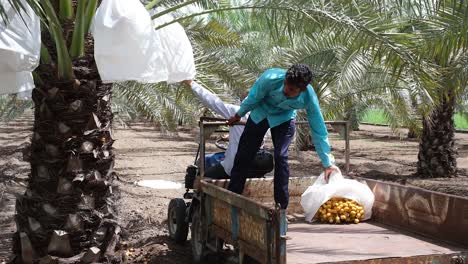A-farmer-is-harvesting-the-green-Date-palm-fruits-crop-in-his-Dried-Date-palm-fruits-horticulture-garden-to-be-sold-in-the-market