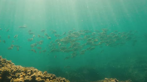 Gruppe-Von-Fischen,-Die-Unter-Wasser-über-Dem-Meeresboden-Gegen-Den-Lichtstrahl-Der-Sonne-Schwimmen