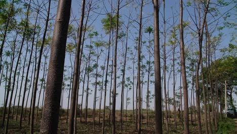 Organic-cultivation-of-teak-in-which-tall-teak-trees-are-appearing-in-the-field