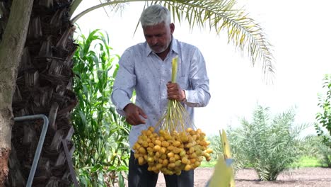 The-farmer-is-always-checking-the-best-quality-of-Dried-Date-palm-fruits-crop-harvested-from-the-top-and-removing-the-bad-ones-and-taking-them-to-the-market-for-better-quality