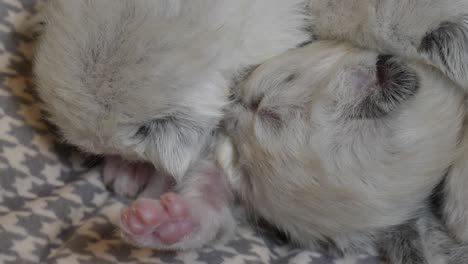 Kuscheln-–-Zwei-Schlafende-Kätzchen-Kuscheln
