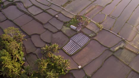 Top-down-shot-of-rice-terrace-Bali-Indonesia-with-small-hut-in-the-middle,-aerial