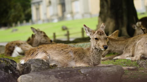 Slow-motion-shot-of-a-herd-of-Nara-deer-lying-down-in-the-shade-below-a-tree