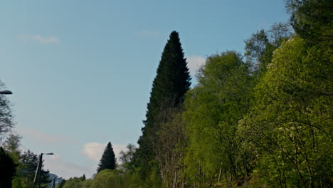 Hand-held-dolly-shot-of-large-ever-green-trees-on-the-Vestland-roadside