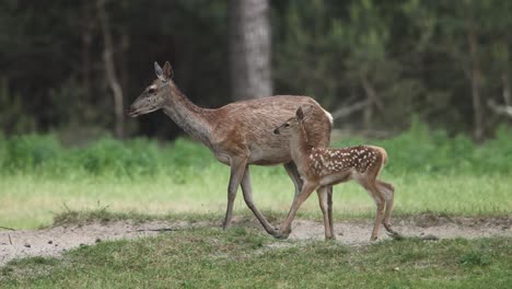 Close-up-of-a-mother-and-fawn-walking-in-the-clearing-of-a-forest-shaking-their-ears-because-of-the-bugs
