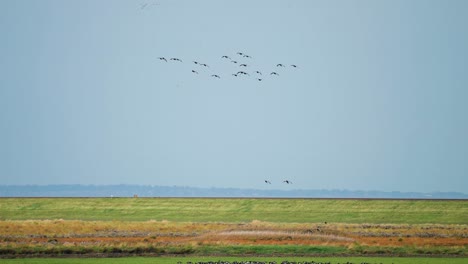 Wild-geese-migration