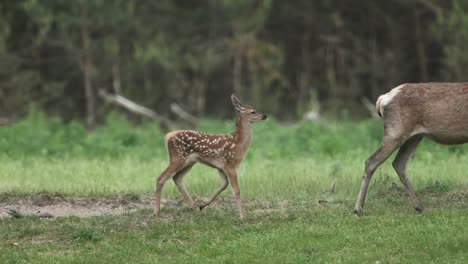 Medium-shot-of-a-red-deer-fawn-walking-with-its-mother-in-a-forest-clearing-and-then-behind-some-trees