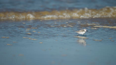 Sanderling-running-back-and-forth-on-the-sandy-beach-with-the-waves