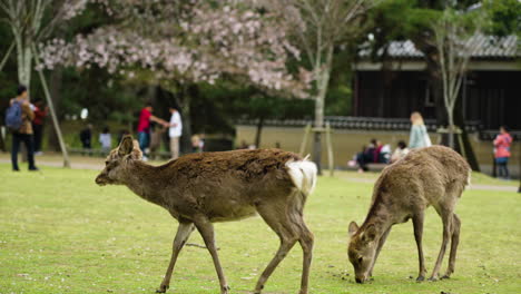 Slow-motion-shot-of-deer-roaming-around-free-in-Nara-Park-in-Japan