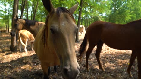 Akhal-Teke-horse-stands-with-other-horses,-cattle-in-shady-area-of-field,-facing-camera