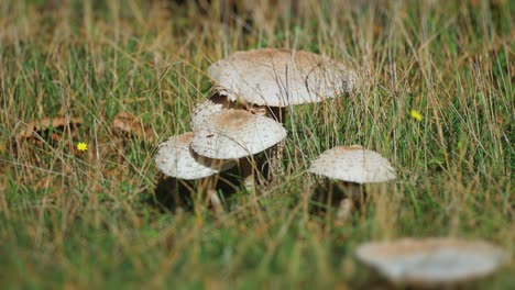Greyish-mushrooms-grow-in-the-grass-on-the-green-field