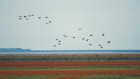 The-awe-inspiring-sight-of-a-massive-swarm-of-birds-soaring-across-the-horizon-and-lands-on-the-the-lush-meadow-to-join-the-rest-of-the-flock