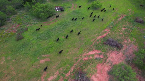 Aerial-footage-of-a-small-herb-of-black-cows-in-a-field